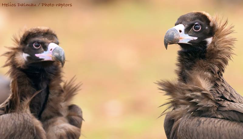 Valencia de Alcántara, Sierra de San Pedro, turismo ornitológico, turismo