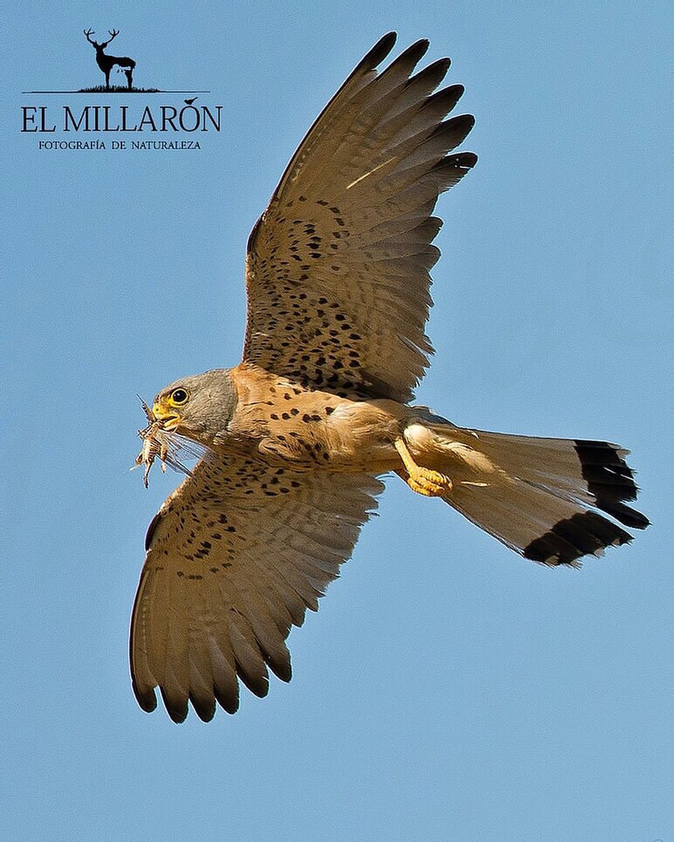 Valencia de Alcántara, Sierra de San Pedro, turismo ornitológico, turismo