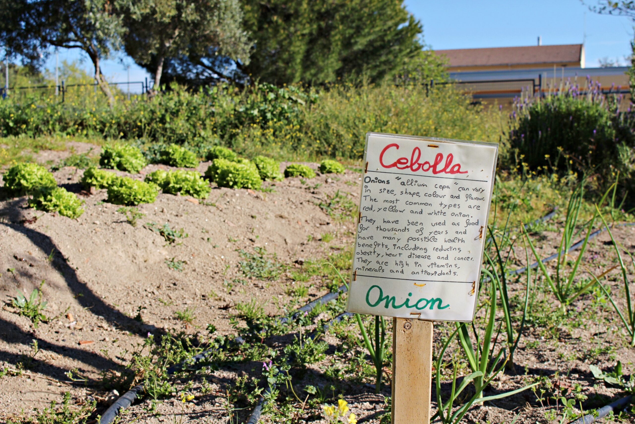 colegio, Colegio General Navarro, Educación, Valencia de Alcántara, Extremadura, Diputación de Cáceres