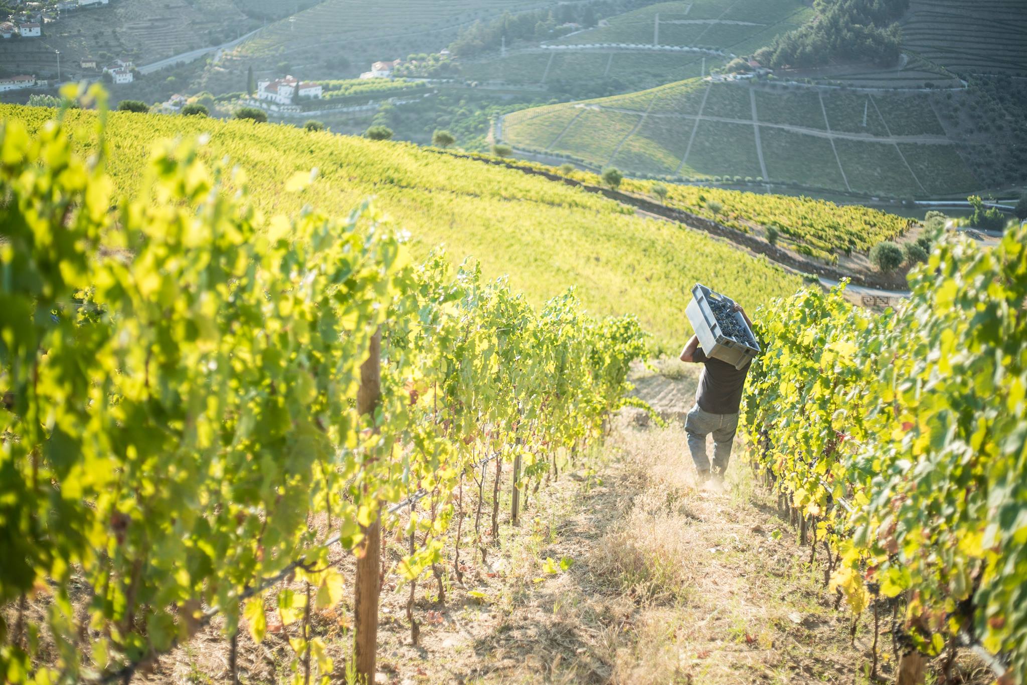 Ruta dos vinhos, Alentejo, enoturismo, turismo, vinos, Évora, Monsaraz, Esporão