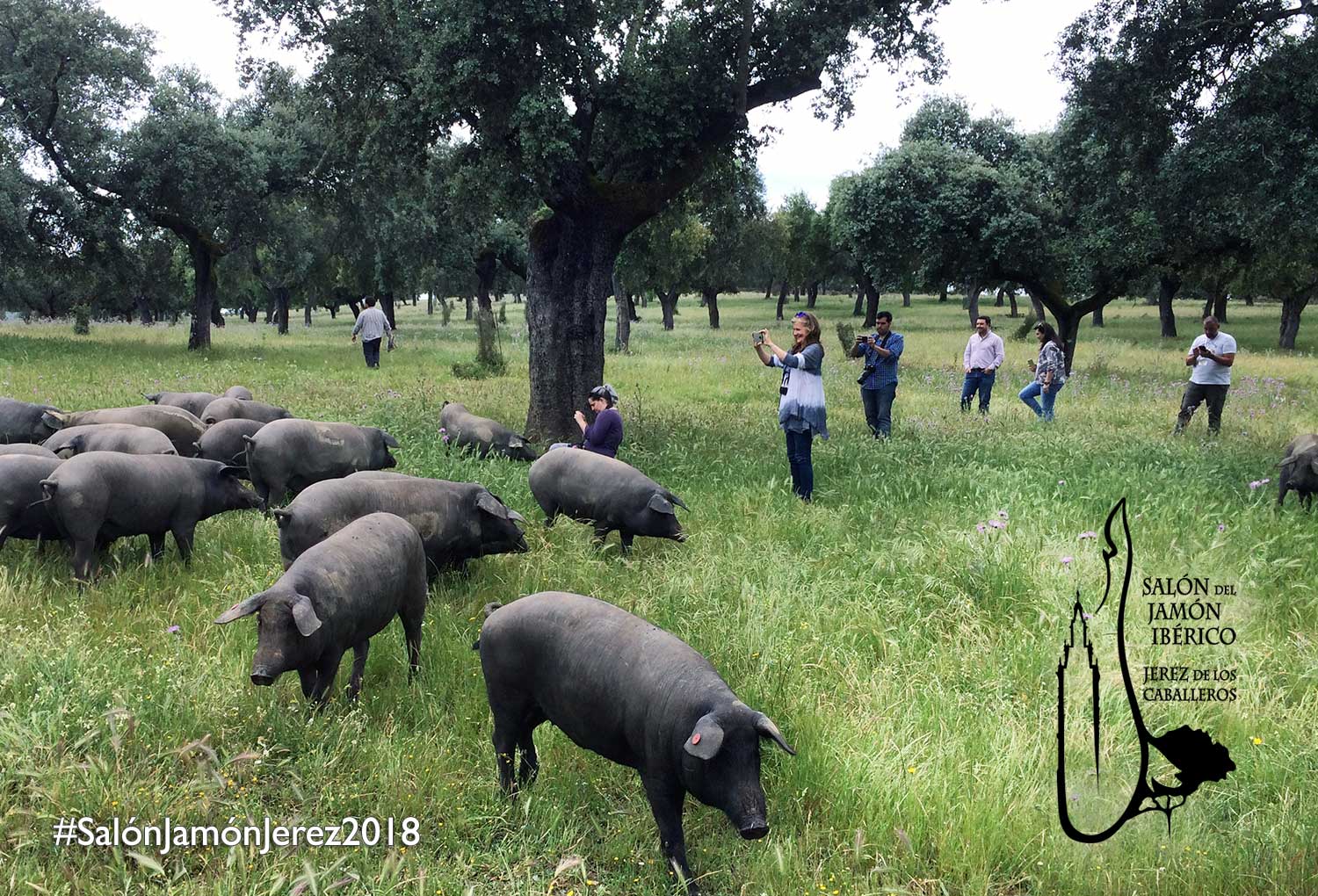 Salón del Jamón Ibérico, Jerez de los Caballeros, Extremadura, jamón, turismo del jamón, turismo, turismo gastronómico