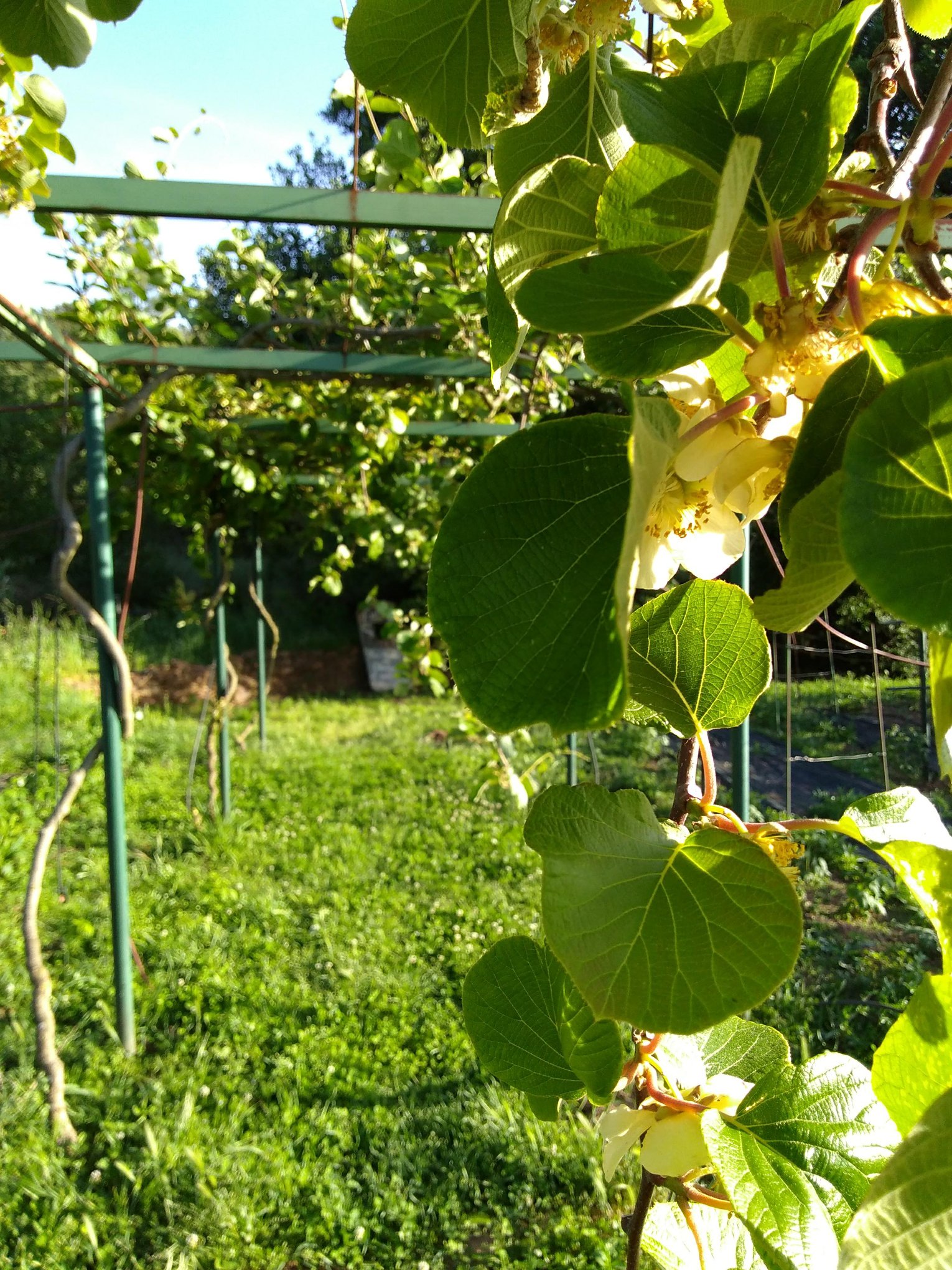 La Codosera, Huertas del Abrilongo, agronatura, agroecología, ecología, Badajoz, Extremadura