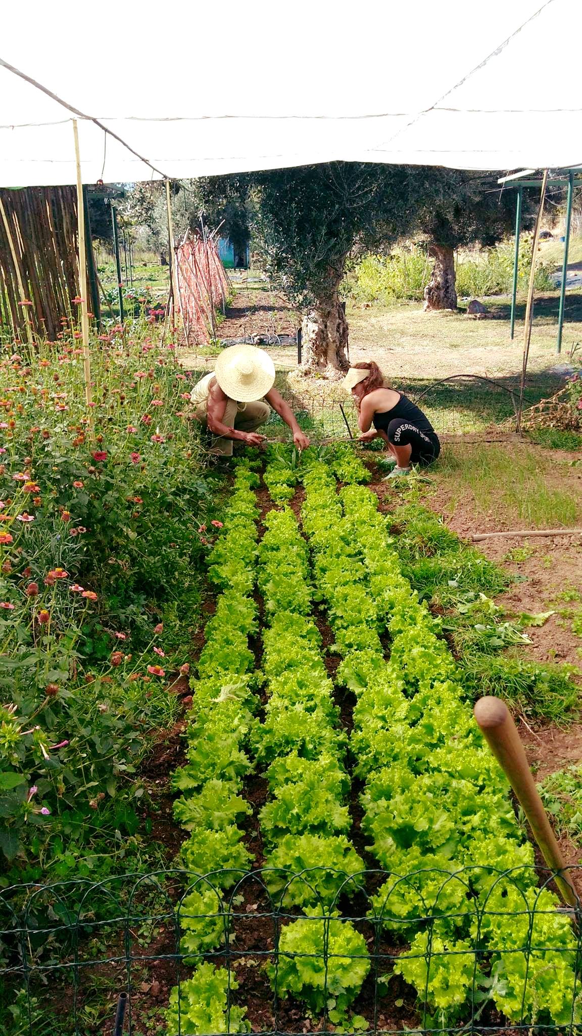 La Codosera, Huertas del Abrilongo, agronatura, agroecología, ecología, Badajoz, Extremadura