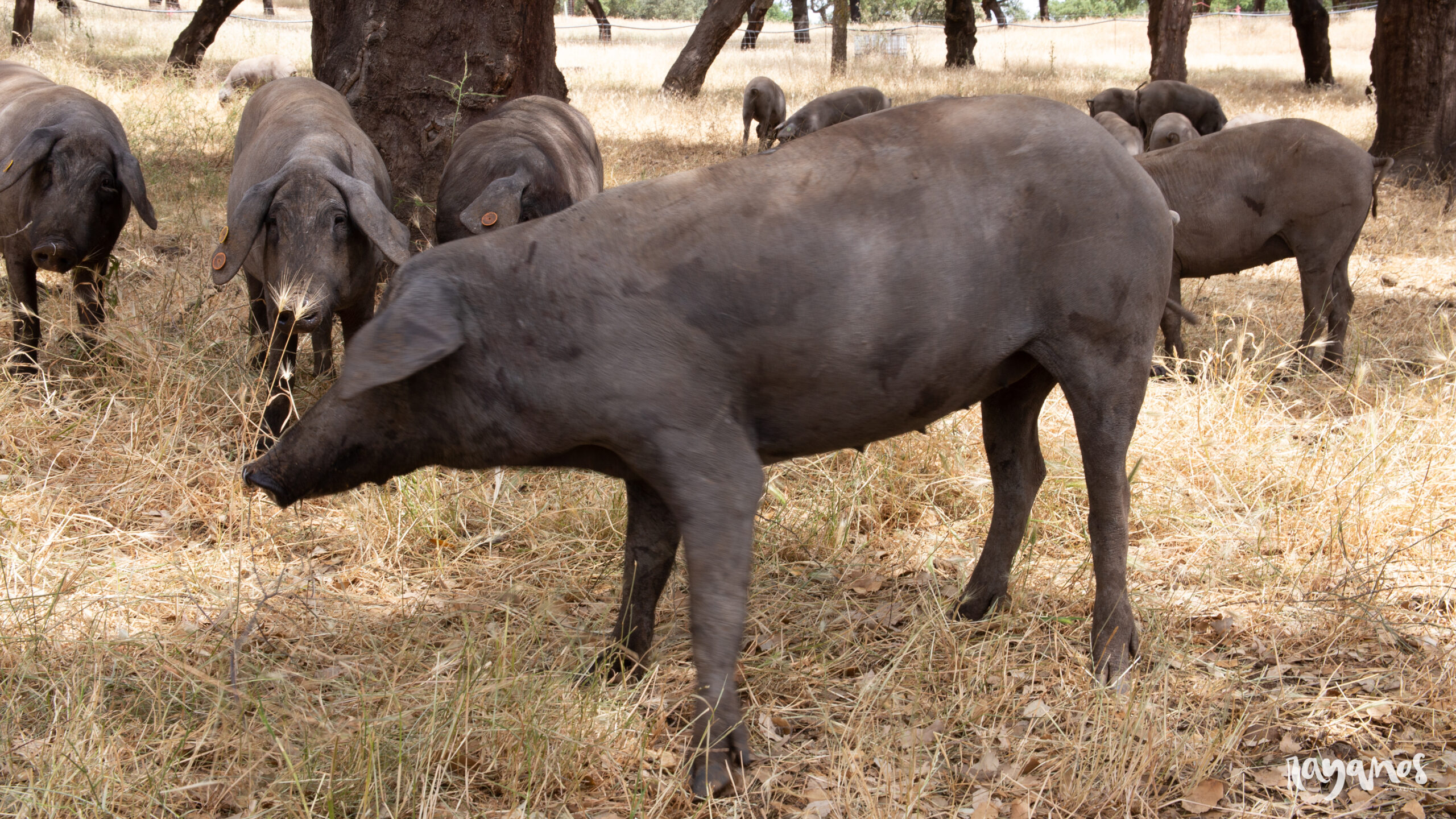 Jerez de los Caballeros, Juanes Ibéricos Salvajes, ibérico, agronatura, ecología, Extremadura