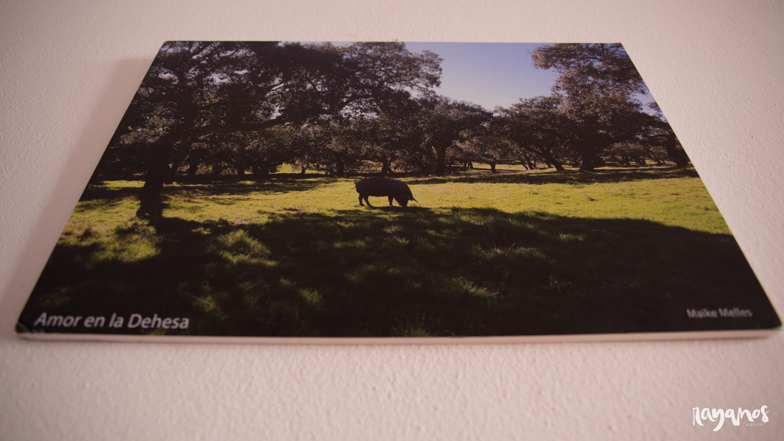 Jerez de los Caballeros, Juanes Ibéricos Salvajes, ibérico, agronatura, ecología, Extremadura