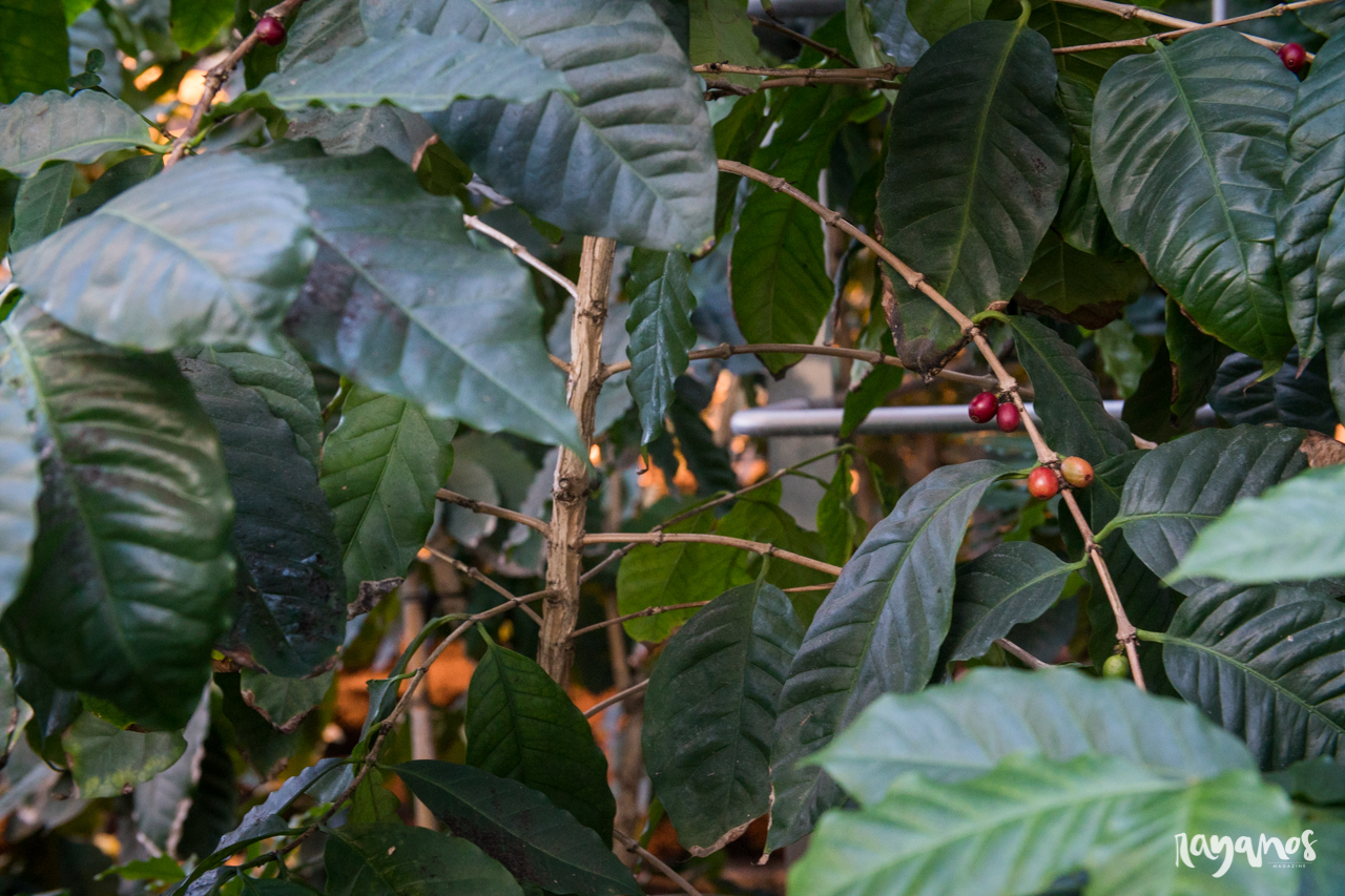 Campo Maior, Centro de Ciência do Café, agronatura, café, Alentejo
