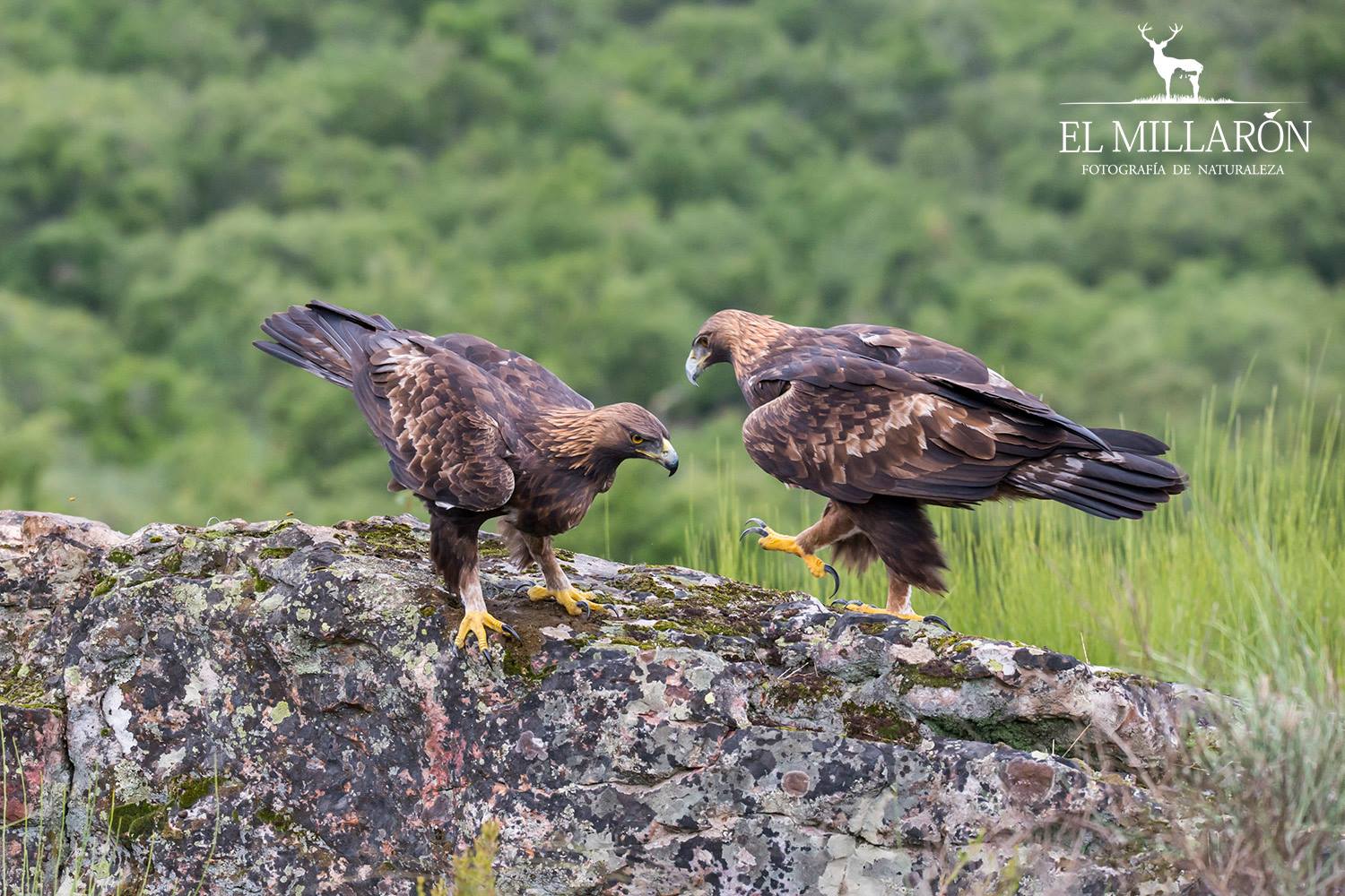 Valencia de Alcántara, Sierra de San Pedro, turismo ornitológico, turismo
