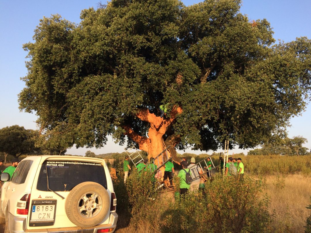 turismo activo, turismo, turismo de naturaleza, Semana Santa, primavera, Alentejo, Extremadura, saca corcho, corcho