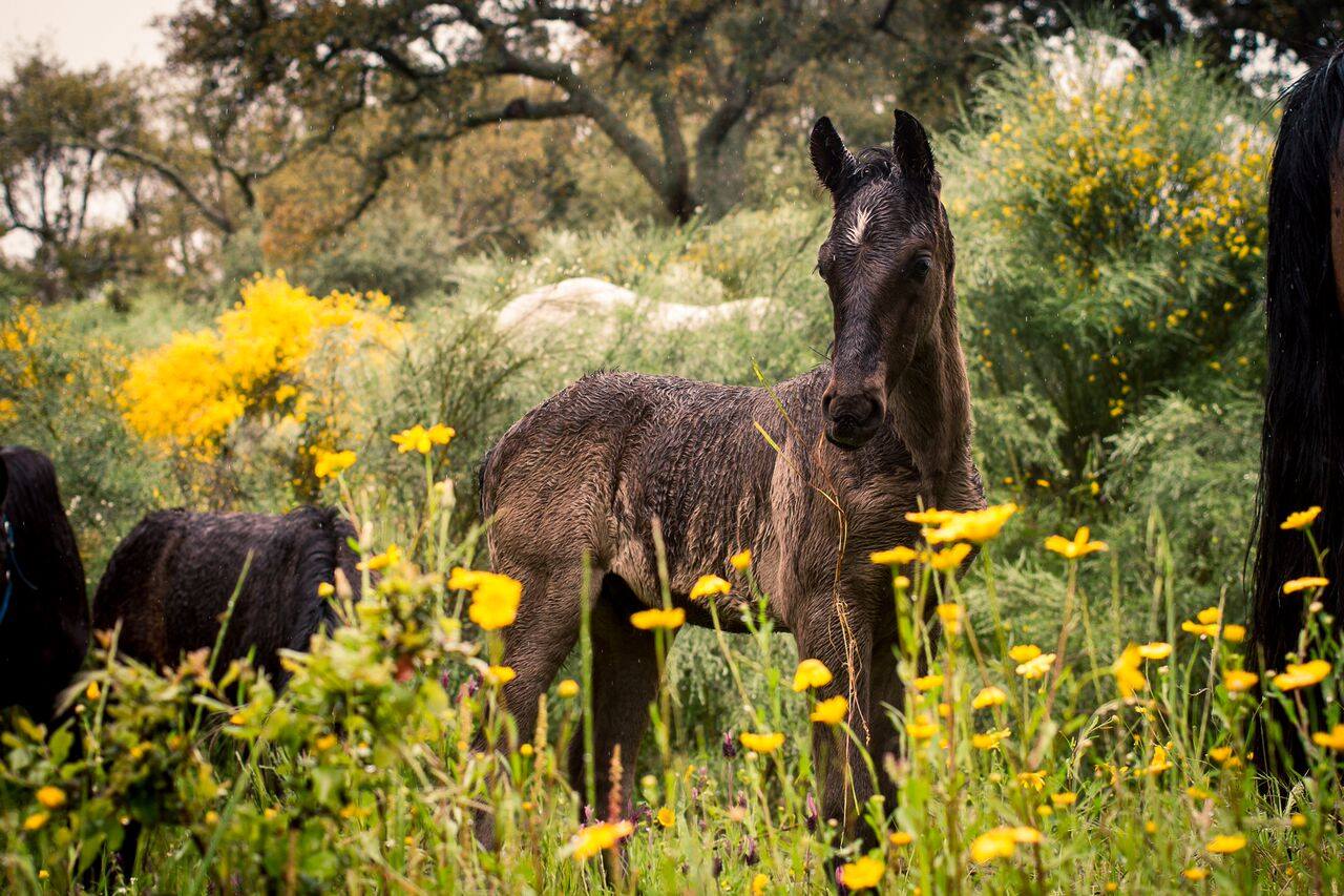 Caballos Marvão, Marvão, turismo, turismo rural, Alentejo