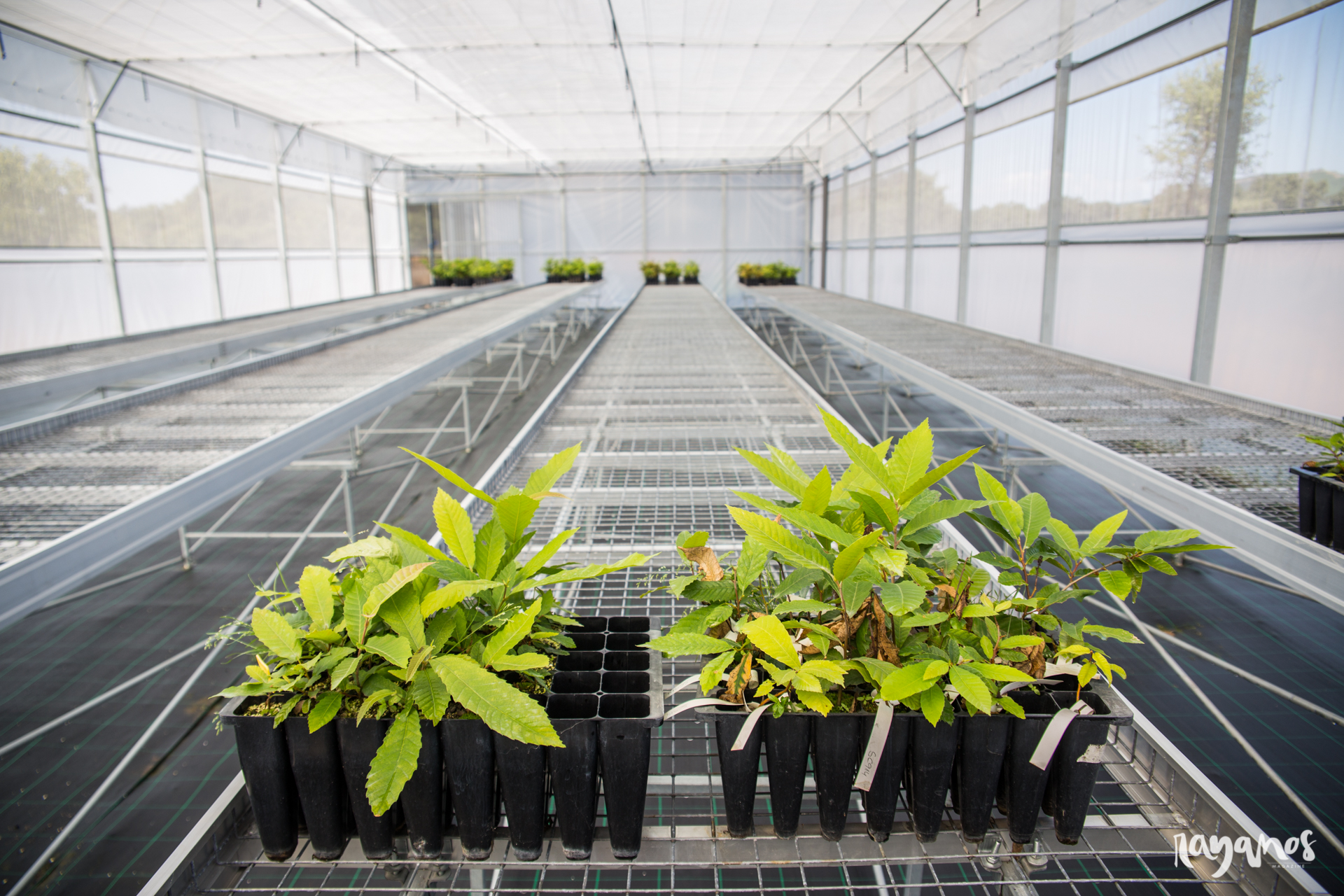 castaña, Marvão, investigación, Alentejo, agronatura