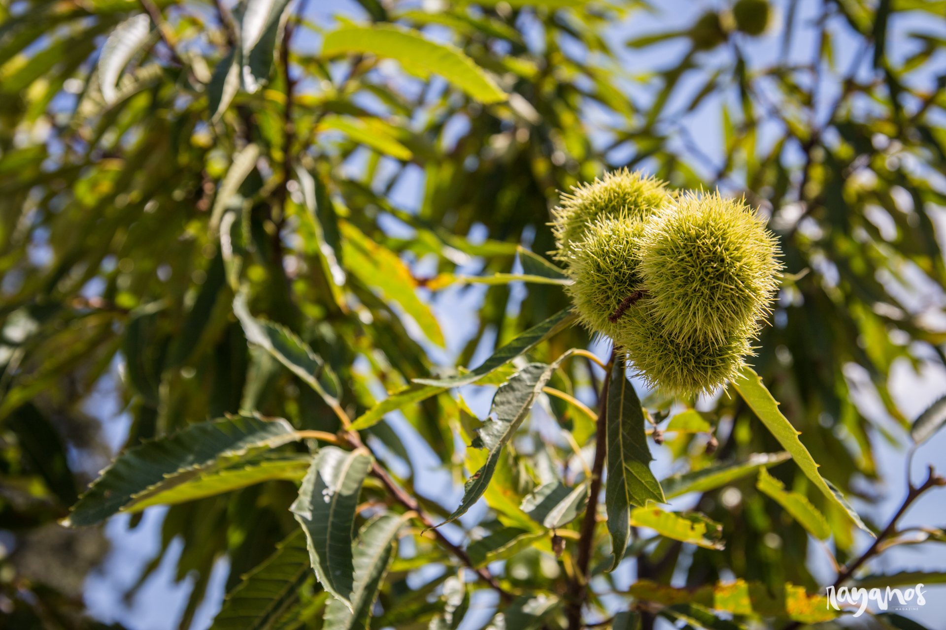 castaña, Marvão, investigación, Alentejo, agronatura