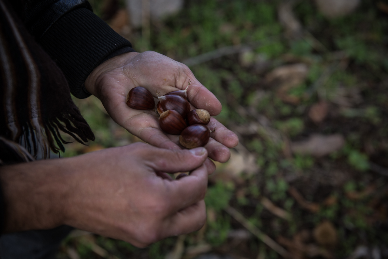 castaña, castaña Marvão, agronatura, Marvão, Alentejo, Art Marvão