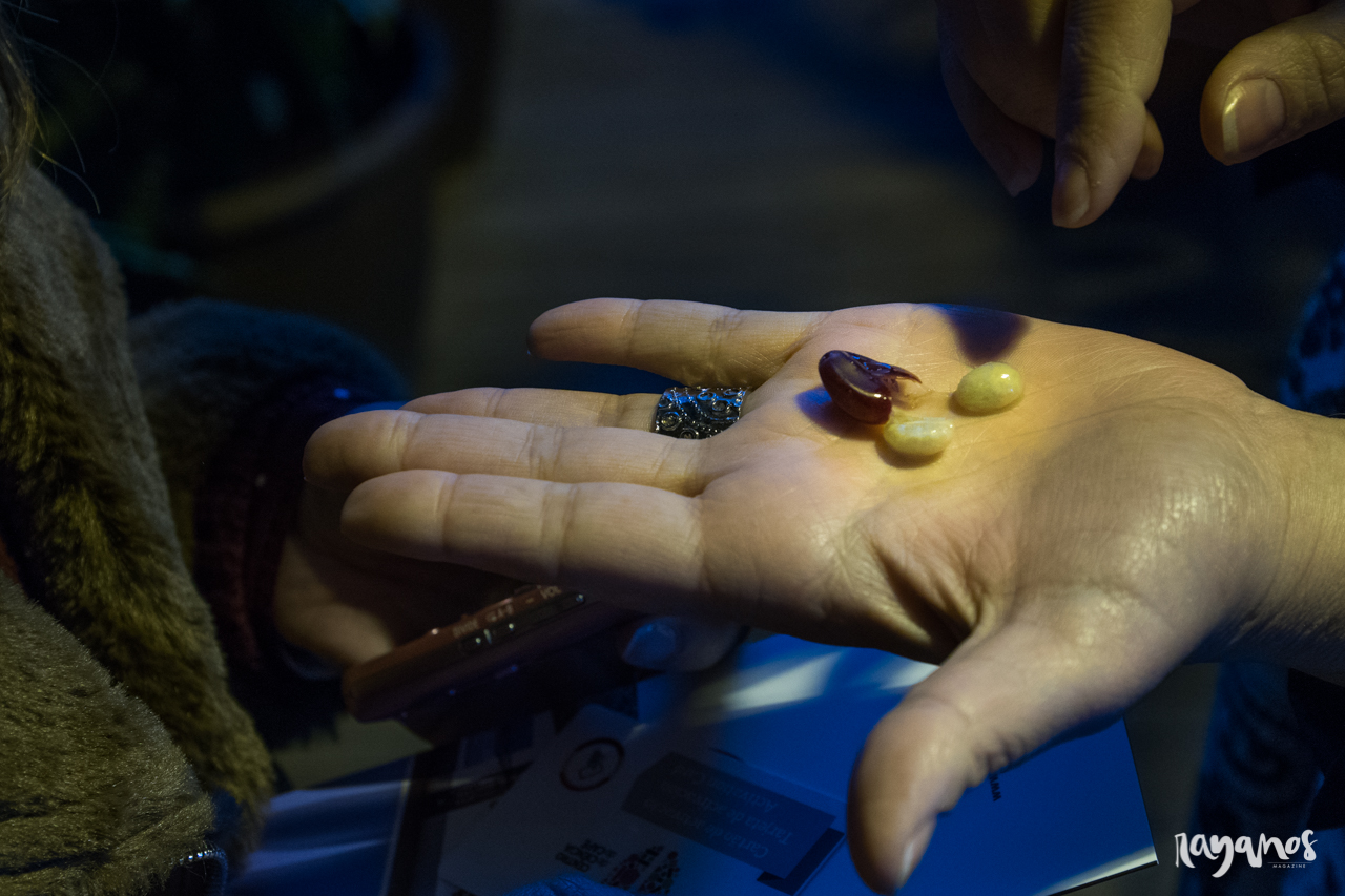 Granos de café recién expulsados de la cereza. 