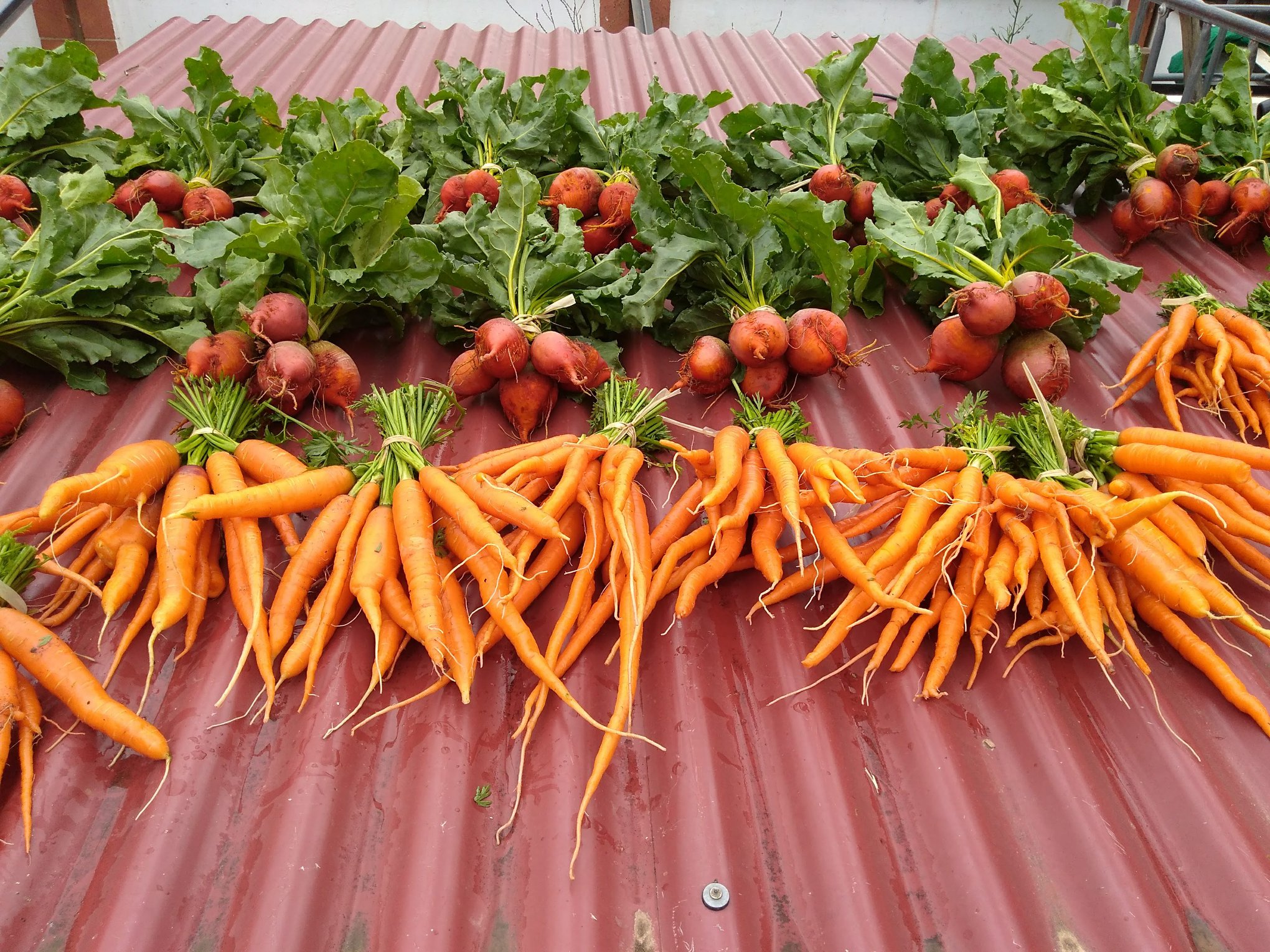 La Codosera, Huertas del Abrilongo, agronatura, agroecología, ecología, Badajoz, Extremadura