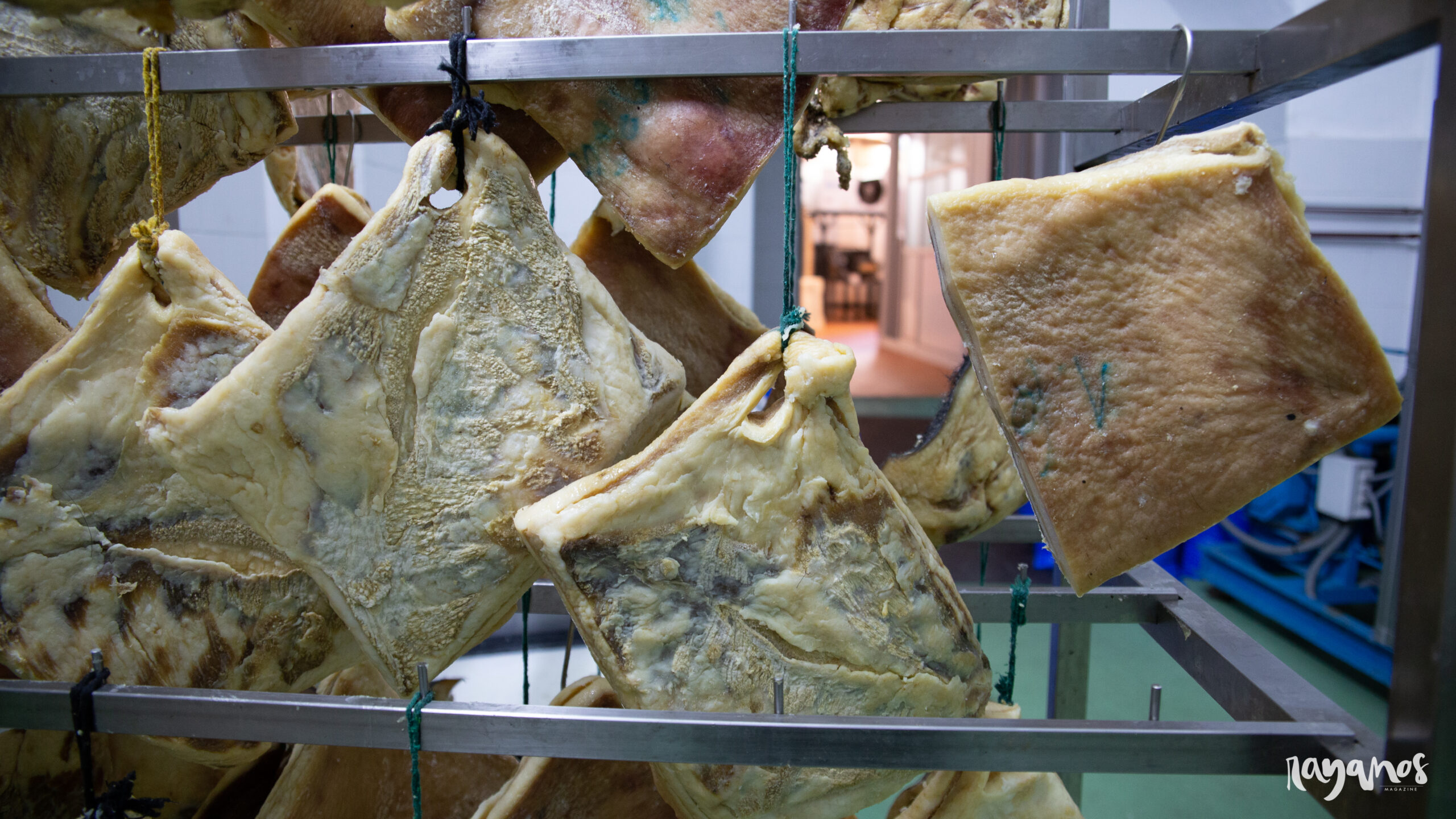 Jerez de los Caballeros, Juanes Ibéricos Salvajes, ibérico, agronatura, ecología, Extremadura