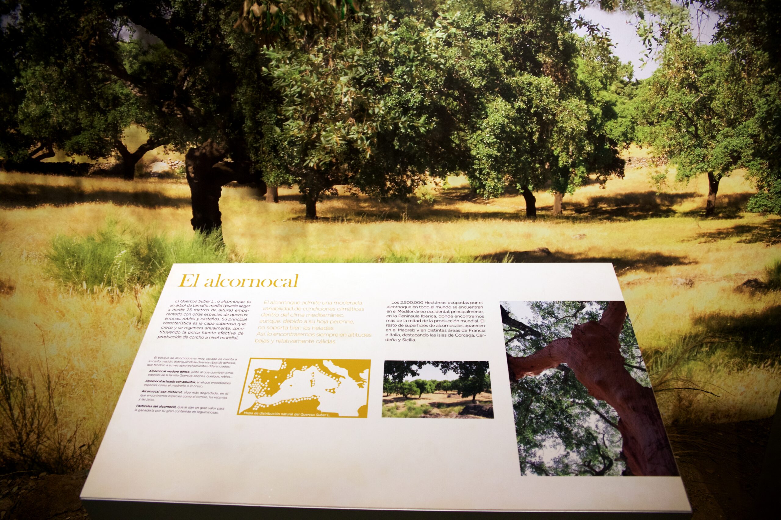San Vicente de Alcántara, Museo de Identidad del Corcho, Museo del Corcho, museos, cultura, turismo, Extremadura