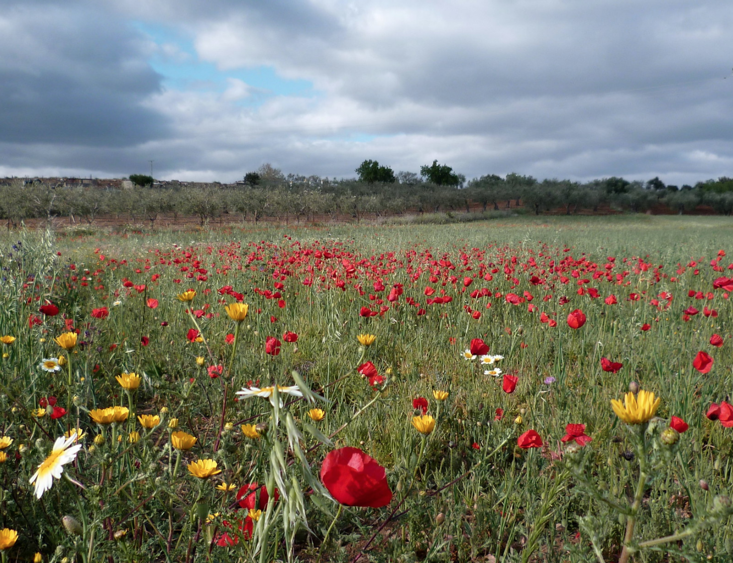 María José Domínguez | primavera