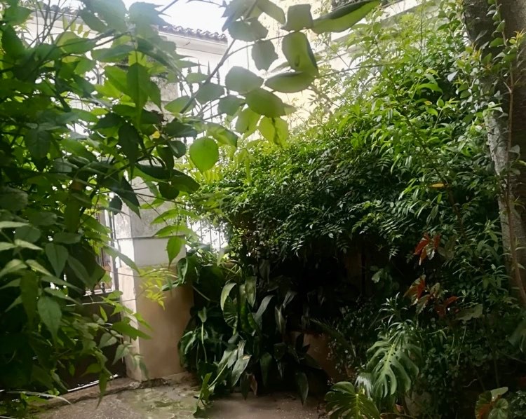 coronavirus, desde mi ventana