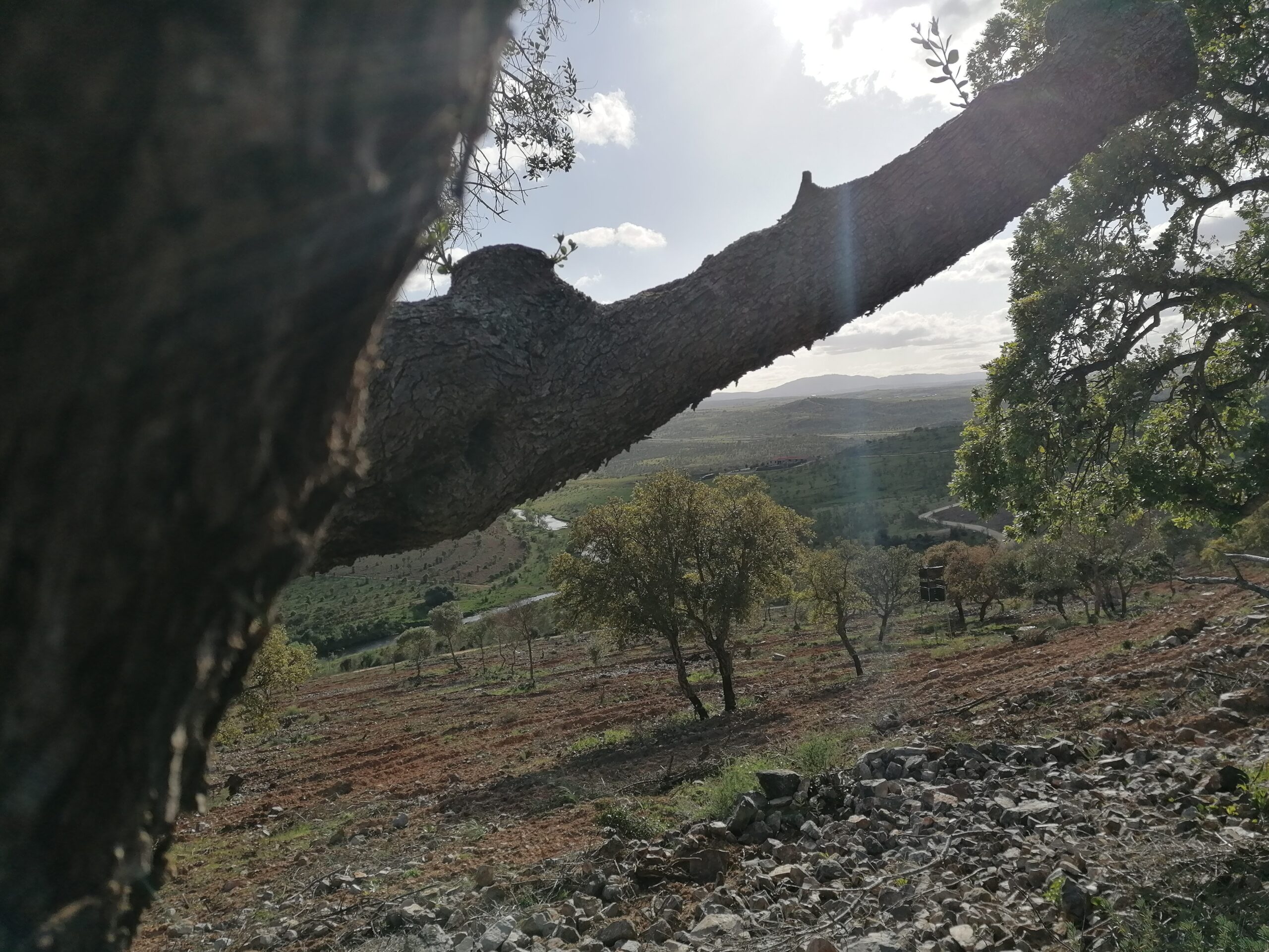 coronavirus, desde mi ventana
