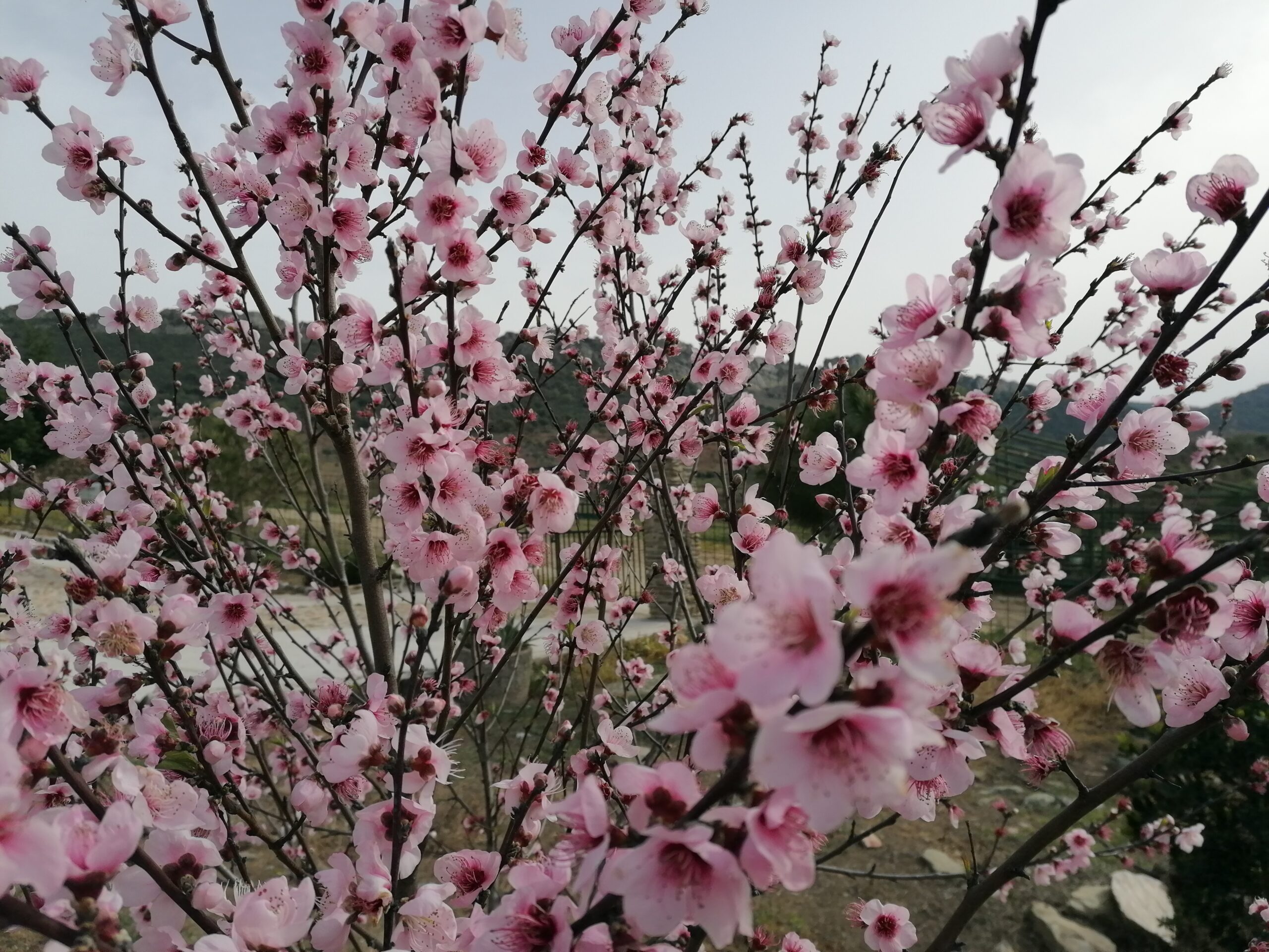 coronavirus, desde mi ventana