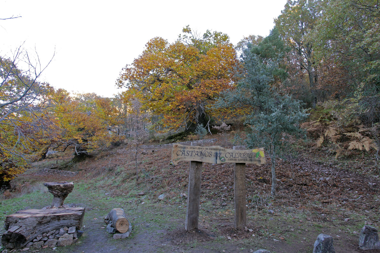 Extremadura Turismo, Castañares, Castañar de Ibor, castaños, otoño