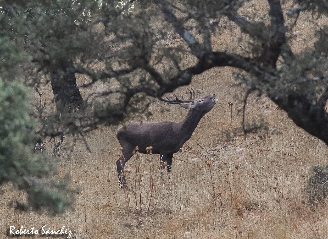 Roberto Sánchez, berrea, agronatura, turismo natural, Extremadura, ciervos