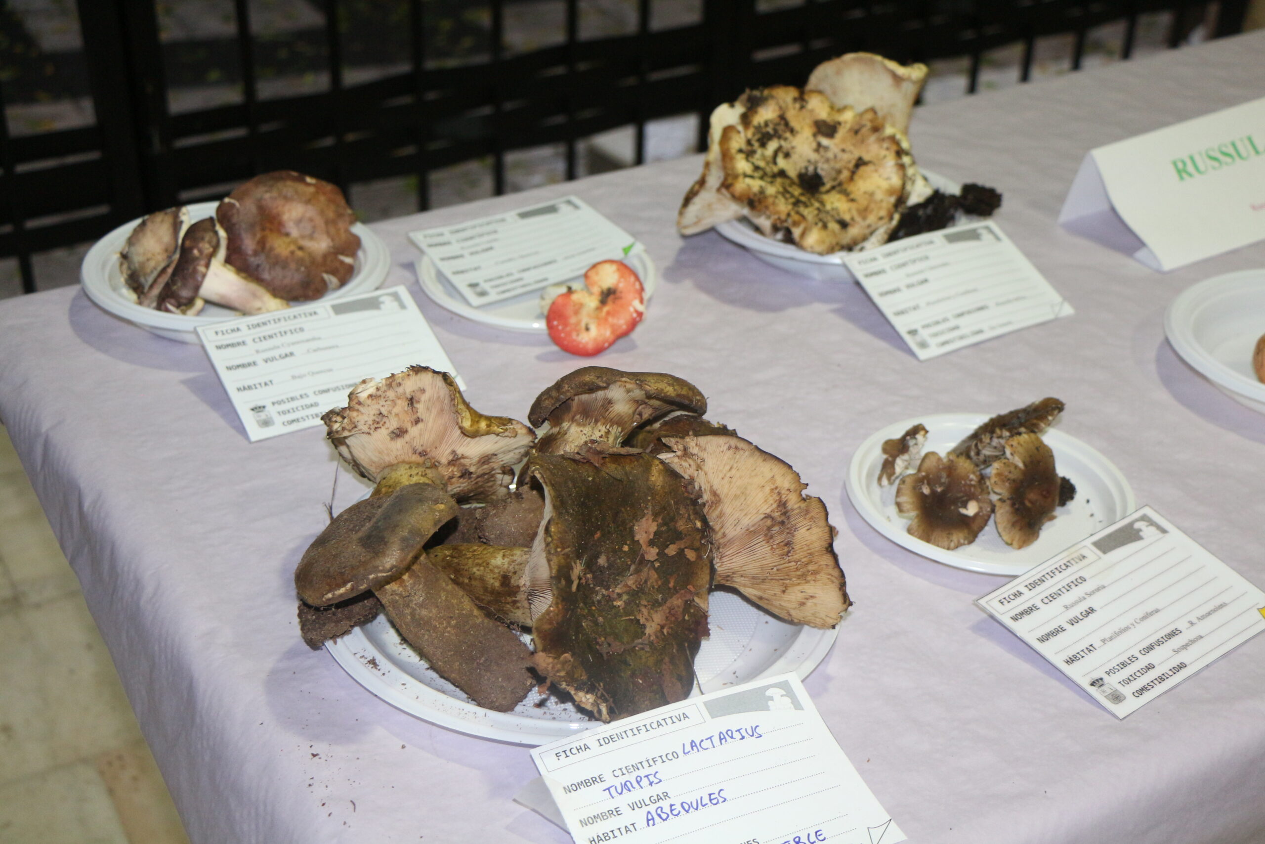 San Vicente de Alcántara, Jornadas Micológicas, otoño, turismo, gastronomía, Extremadura