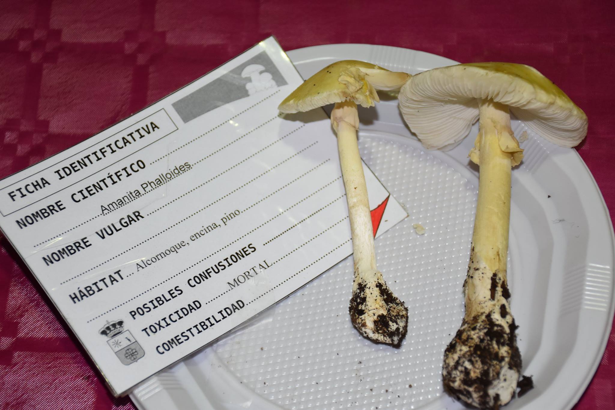 setas san vicente de alcántara