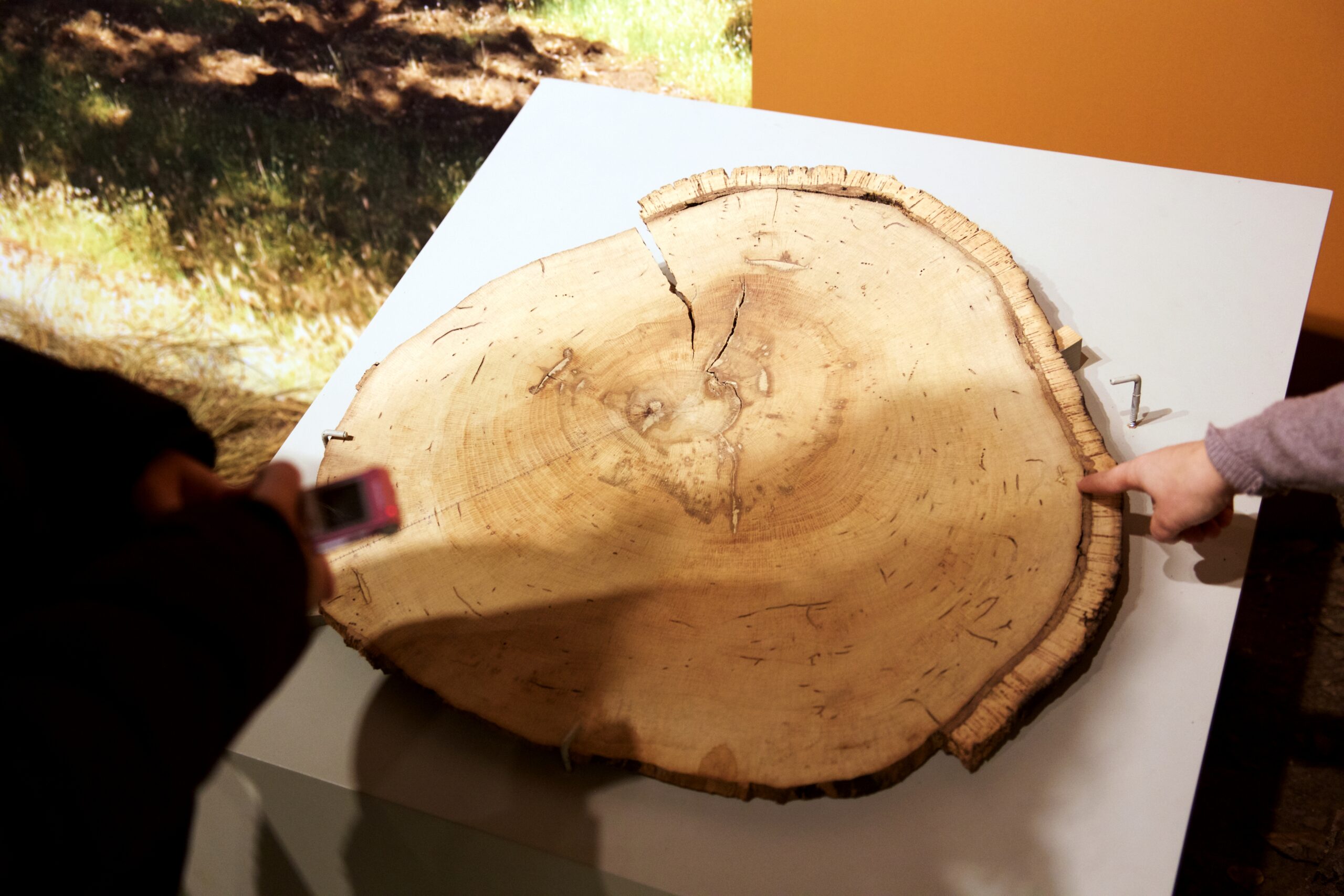 Museo del Corcho, Museo de Identidad del Corcho, museos, turismo, cultura, San Vicente de Alcántara, Extremadura