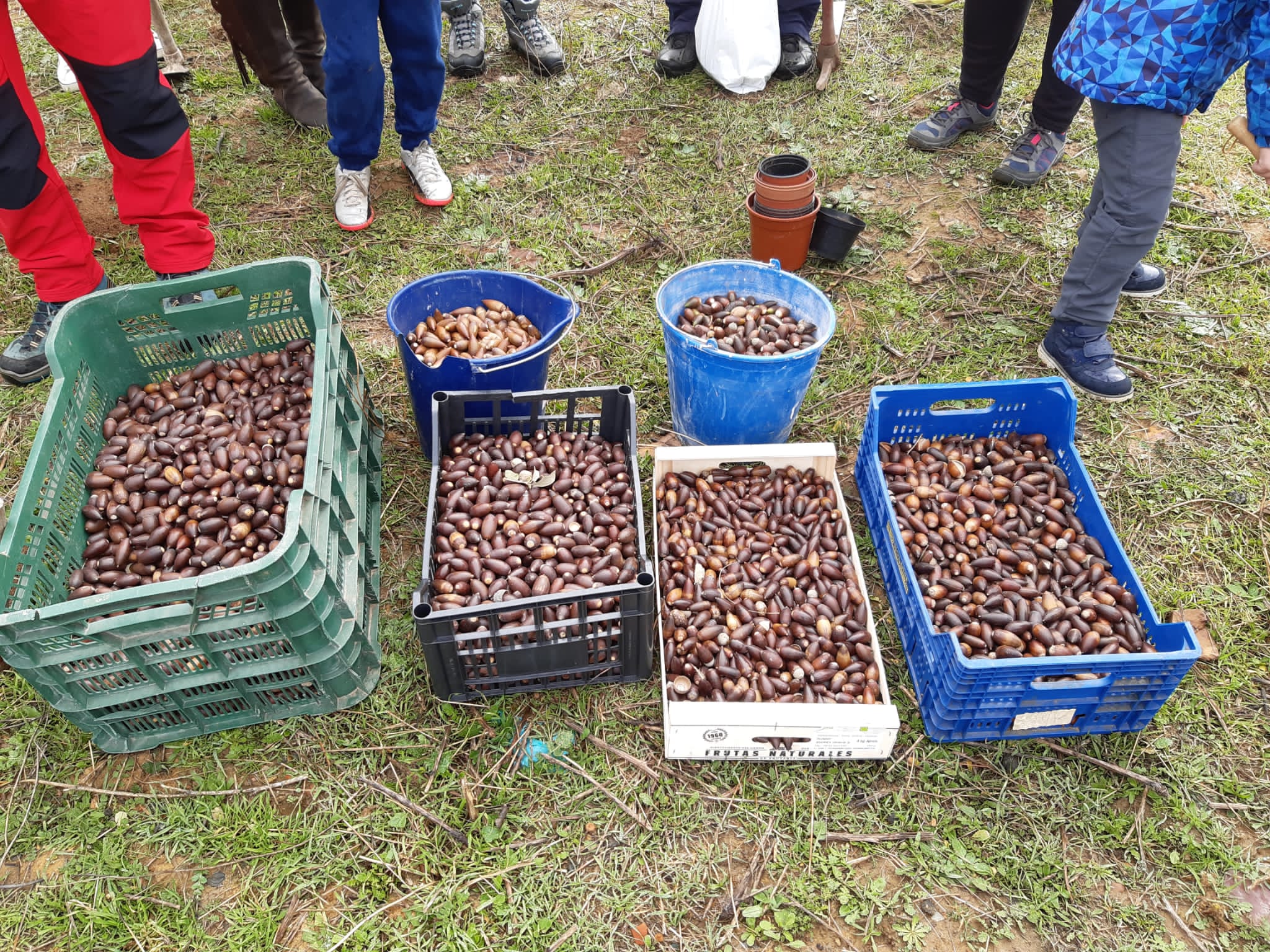 Sierra de Gata, La Gran Bellotada Ibérica, agronatura, reforestación, Extremadura Portugal