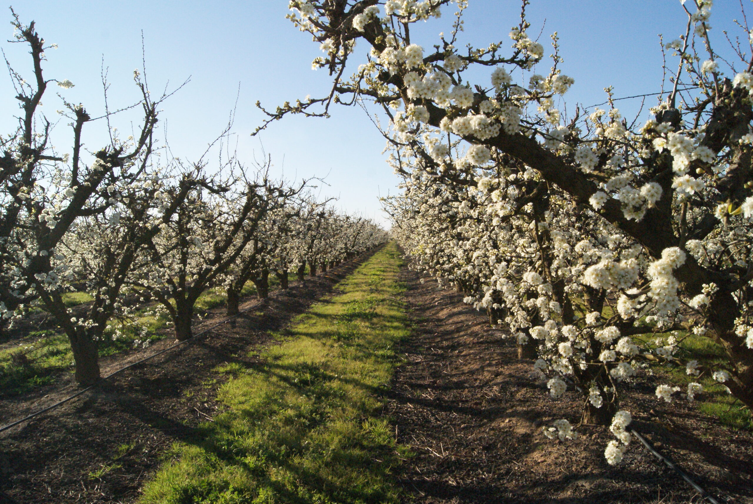 VALDELACALZADA EN FLOR
