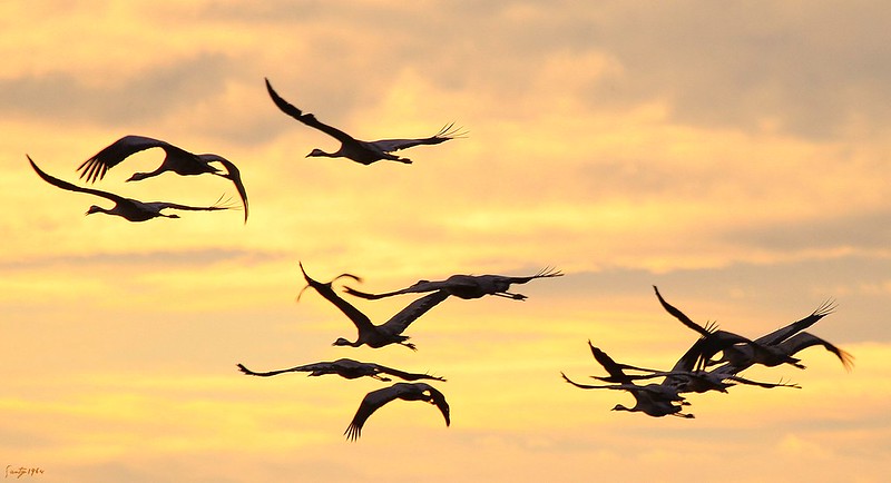 Grullas, Santiago Aves