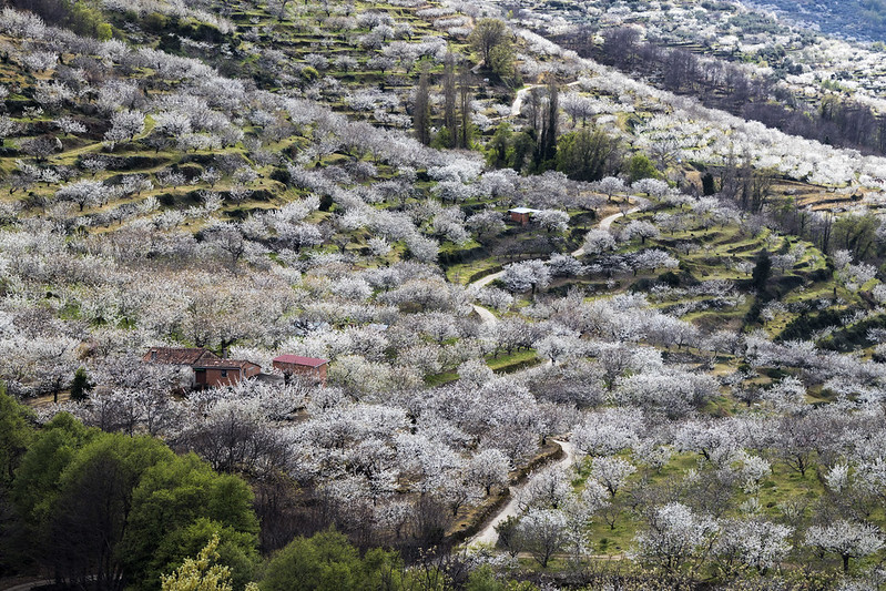 JOSÉ LUIS PÉREZ ROMERO, VALLE DEL JERTE, FLORACIÓN, CEREZO EN FLOR