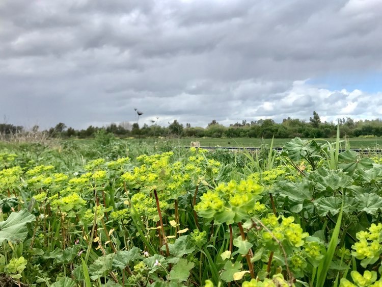 coronavirus, desde mi ventana