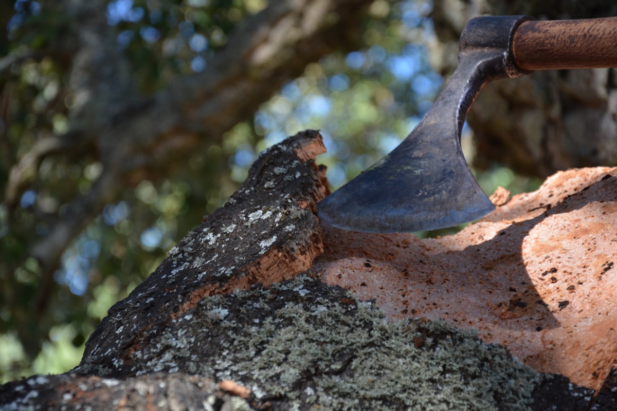 saca del corcho, corcho, cultura, tradición, San Vicente de Alcántara, Extremadura Portugal