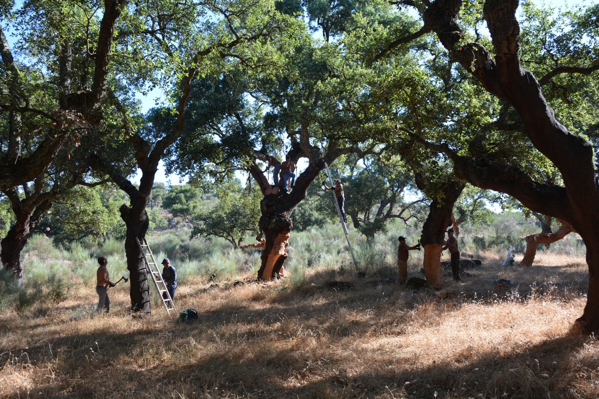 saca del corcho, corcho, cultura, tradición, San Vicente de Alcántara, Extremadura Portugal