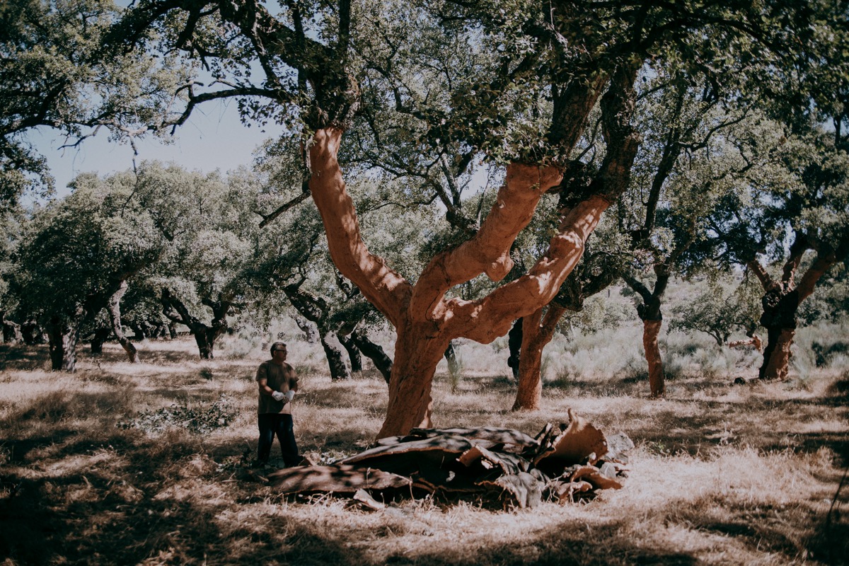 saca del corcho, corcho, cultura, tradición, San Vicente de Alcántara, Extremadura Portugal