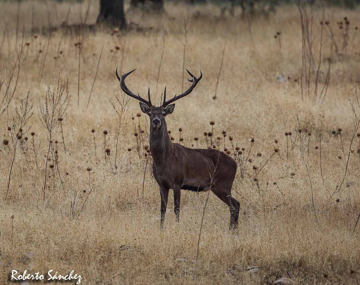 Roberto Sánchez, berrea, agronatura, turismo natural, Extremadura, ciervos