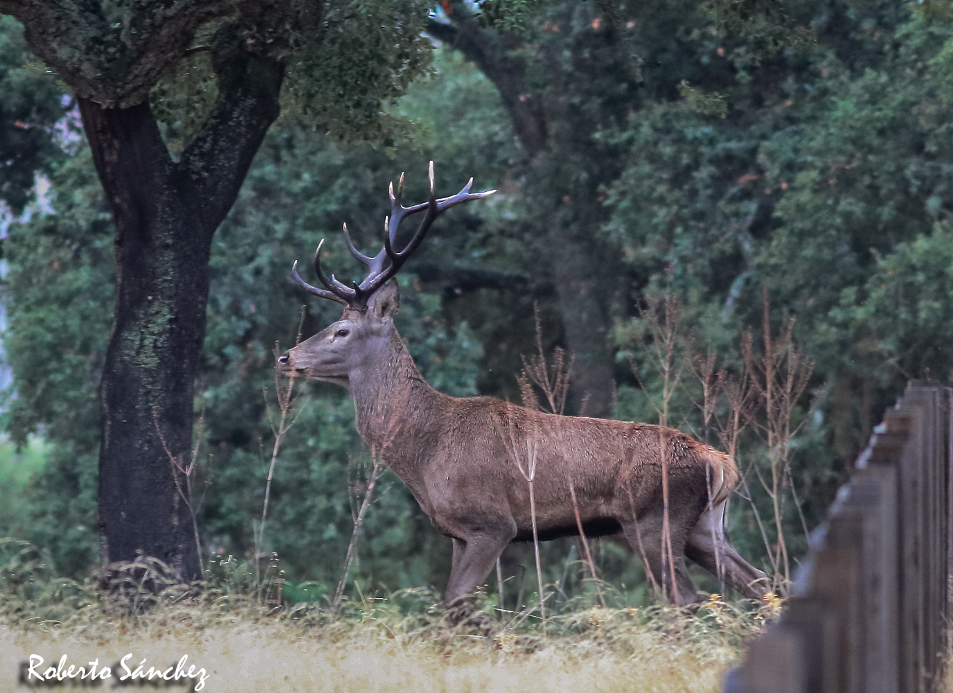 Roberto Sánchez, berrea, agronatura, turismo natural, Extremadura, ciervos