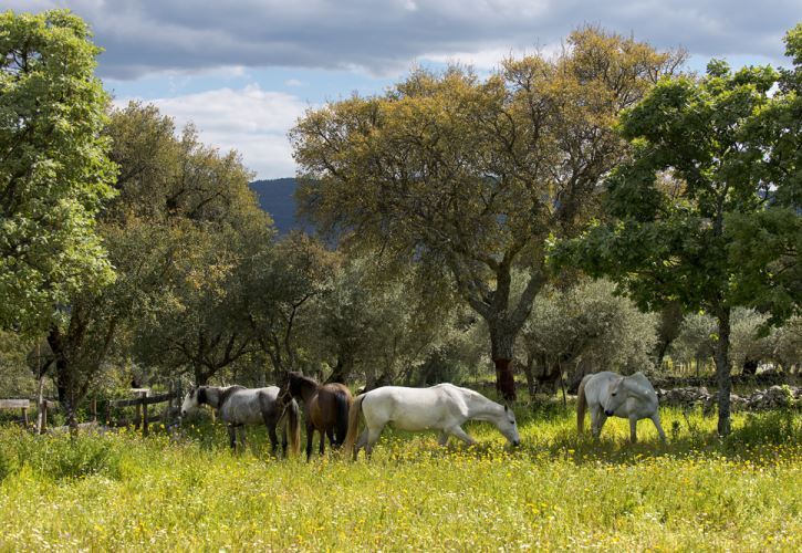Caballos Marvão, Marvão, turismo, turismo rural, Alentejo