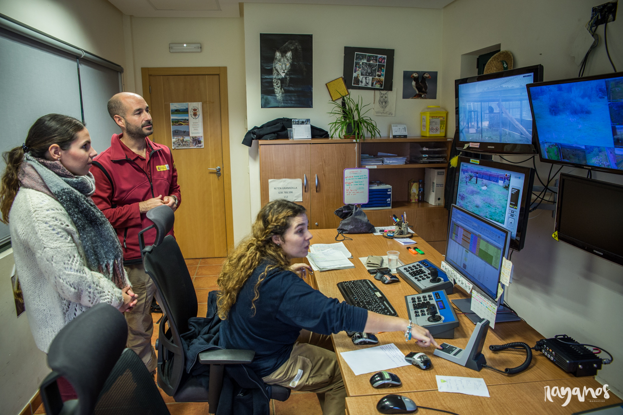 lince ibérico, España Portugal, cooperación, Extremadura, Algarve