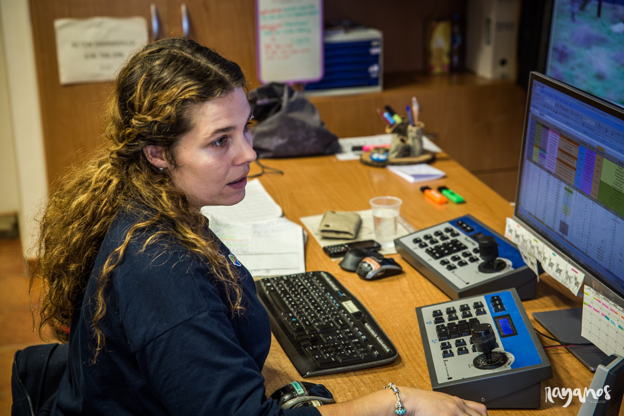 lince ibérico, España Portugal, cooperación, Extremadura, Algarve