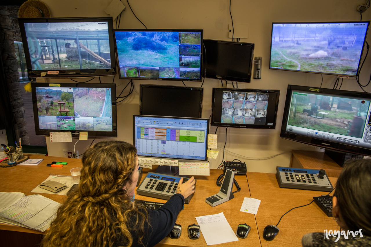 lince ibérico, España Portugal, cooperación, Extremadura, Algarve