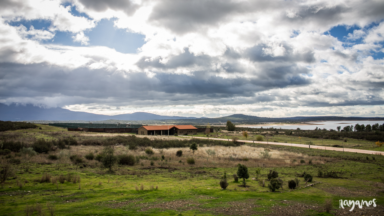 lince ibérico, España Portugal, cooperación, Extremadura, Algarve