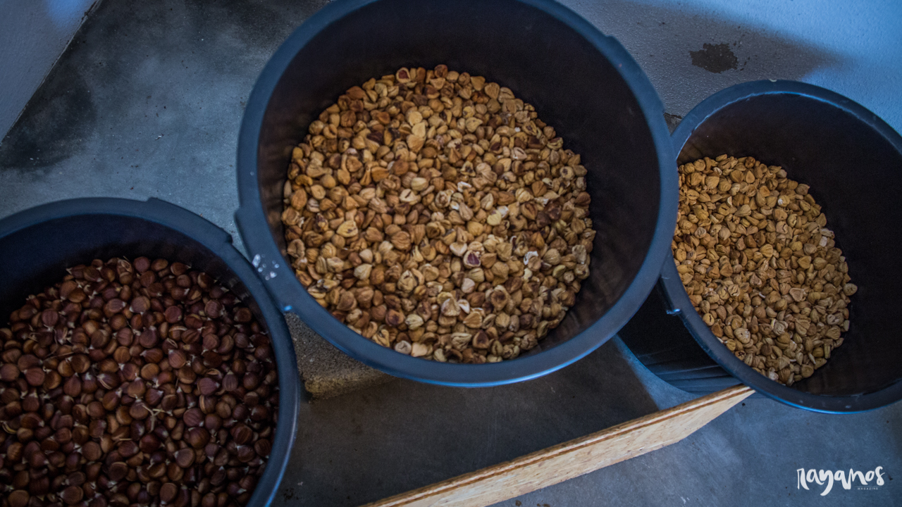 castaña, castaña Marvão, agronatura, Marvão, Alentejo, Art Marvão