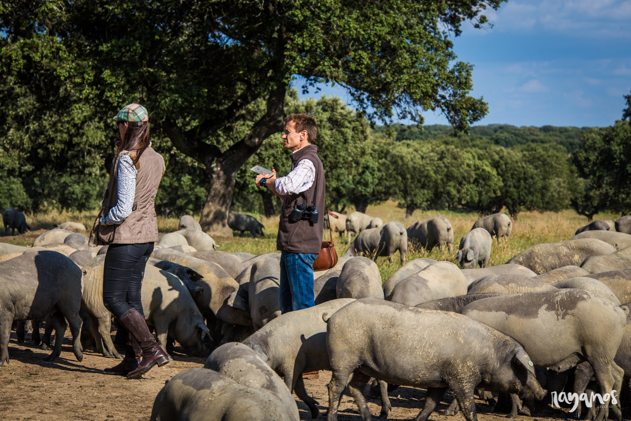 Herrera de Alcántara, Dehesa de Solana, agronatura, jamón, Extremadura, dehesa