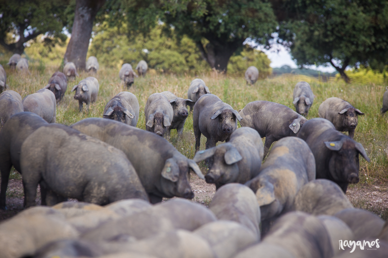Herrera de Alcántara, Dehesa de Solana, agronatura, jamón, Extremadura, dehesa