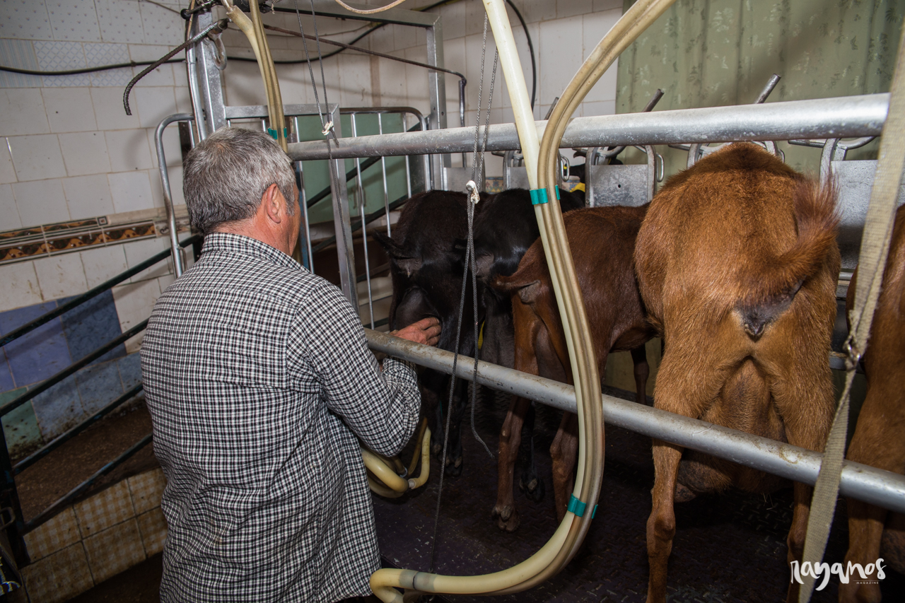 Valencia de Alcántara, queso, quesería artesanal, agronatura, Extremadura