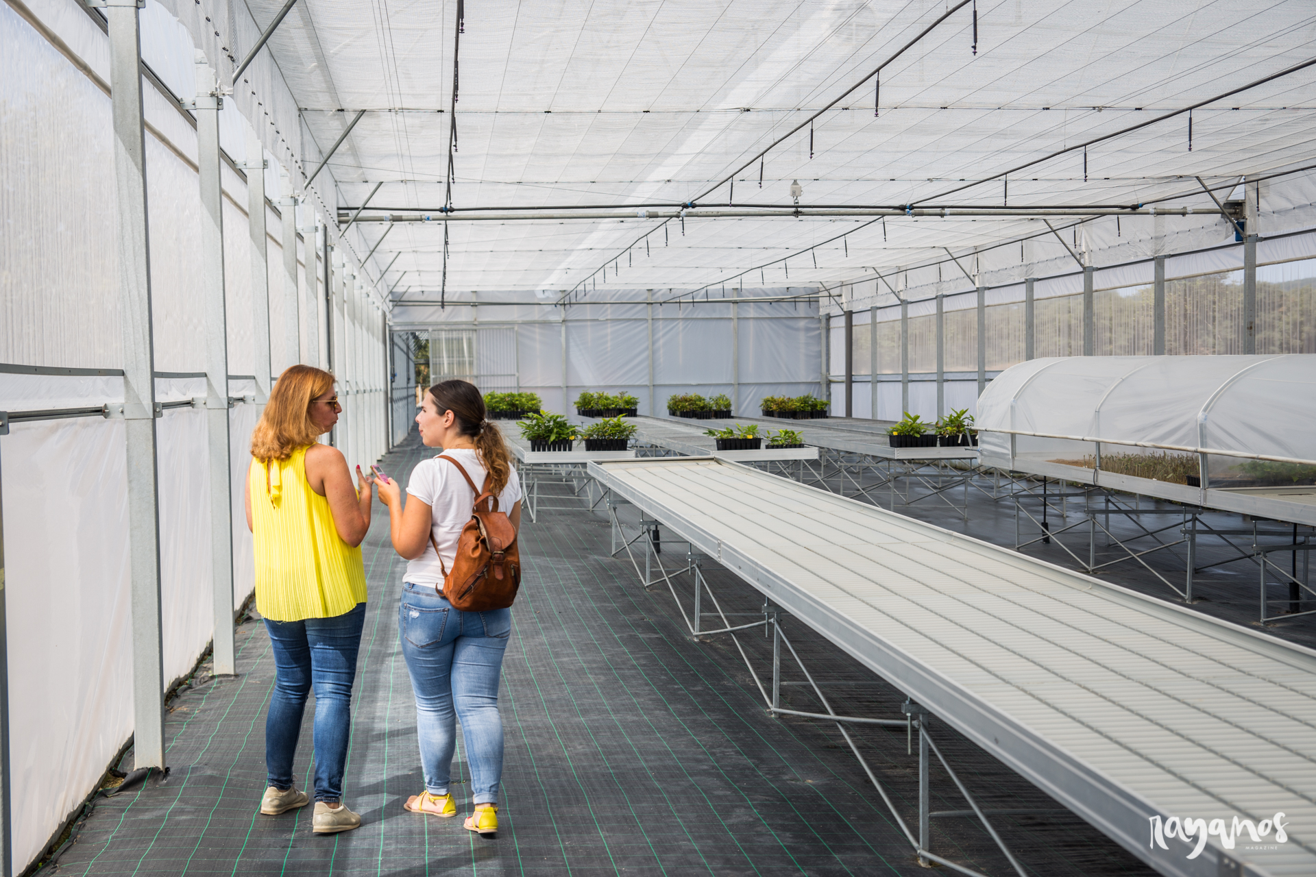 castaña, Marvão, investigación, Alentejo, agronatura