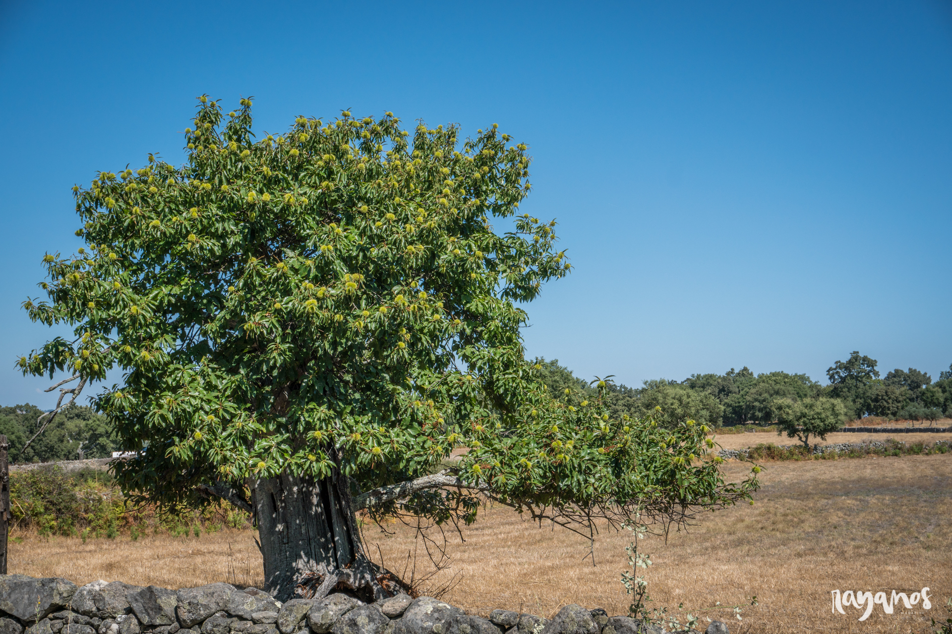castaña, Marvão, investigación, Alentejo, agronatura